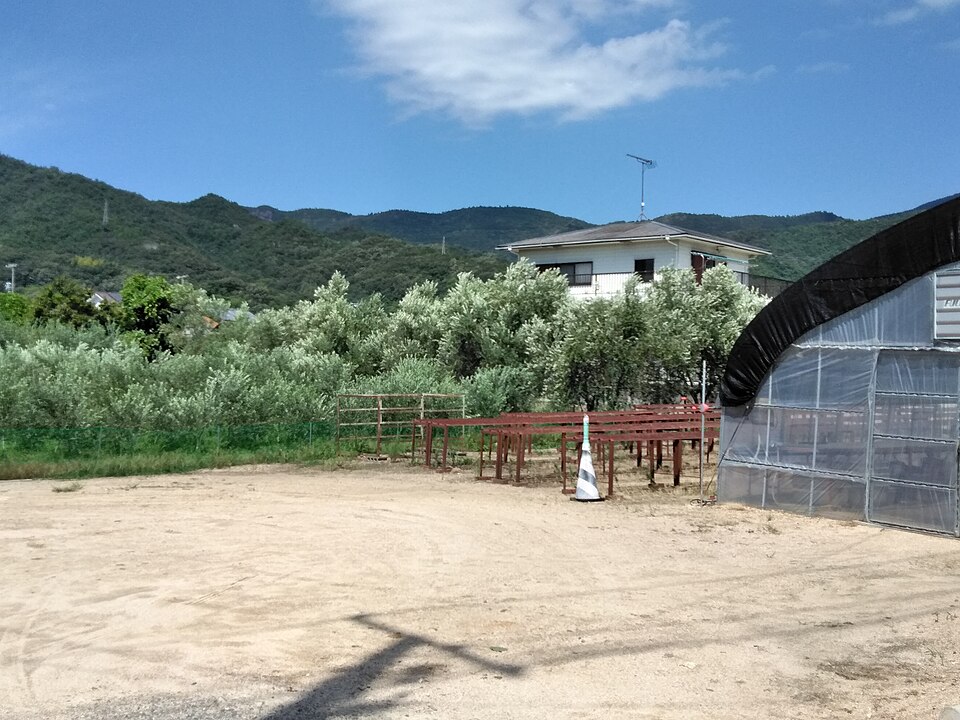 橄欖園