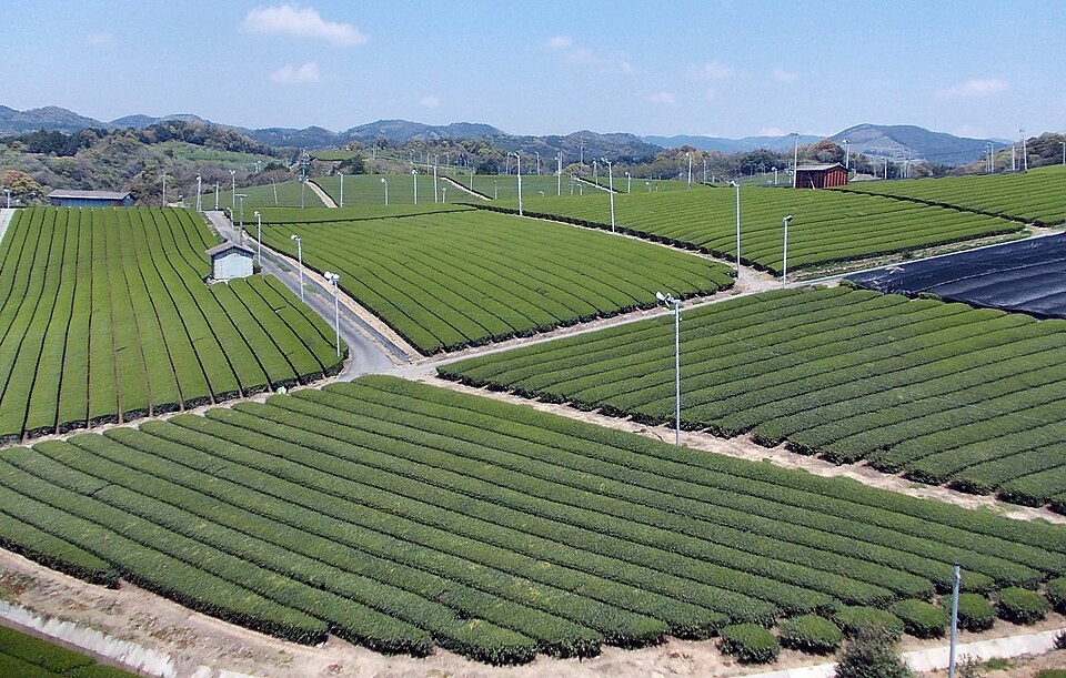 八女茶園